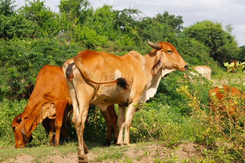Desi Cow vs Hybrid Cow: Why A2 Milk Makes a Big Difference